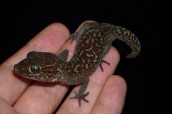 画像2: ソメワケササクレヤモリ　ペア