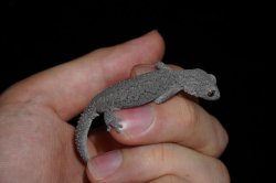 画像6: ウィリアムスイシヤモリ　ペア