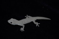 画像2: ウィリアムスイシヤモリ　ペア