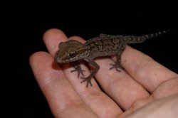 画像3: シュトゥンプフササクレヤモリ　ペア