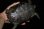 画像4: ビルマムツアシガメ　D個体