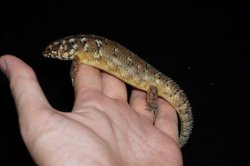 画像7: ホズマーイワトカゲ　ペア