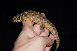 画像9: ホズマーイワトカゲ　ペア