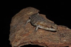 画像2: デプレッサイワトカゲ　シャークベイ