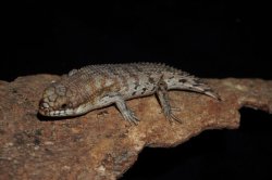 画像3: デプレッサイワトカゲ　シャークベイ