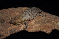 画像5: デプレッサイワトカゲ　シャークベイ