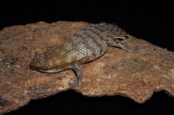 画像6: デプレッサイワトカゲ　シャークベイ