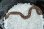 画像3: セイブシシバナヘビ　ノーマル　♀ (3)