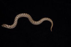 画像1: セイブシシバナヘビ　ノーマル　♂