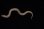 画像1: セイブシシバナヘビ　ノーマル　♂ (1)