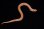 画像1: セイブシシバナヘビ　アルビノhetスノー　♂ (1)