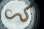 画像2: セイブシシバナヘビ　コンダ　♀ (2)