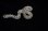 画像1: セイブシシバナヘビ　アークティック　♀ (1)