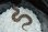 画像4: セイブシシバナヘビ　コンダ　♀ (4)