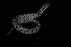 画像1: トウブシシバナヘビ　♀