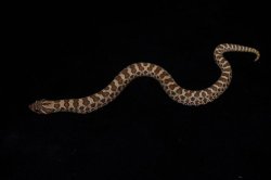 画像1: セイブシシバナヘビ　ノーマル　♀