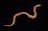 画像2: セイブシシバナヘビ　アルビノhetスノー　♂ (2)