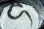 画像4: トウブシシバナヘビ　♀ (4)