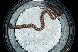 画像2: セイブシシバナヘビ　ノーマル　♀