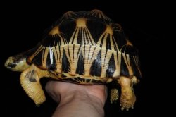 画像2: ホウシャガメ　C個体　♀