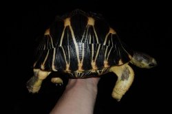 画像2: ホウシャガメ　A個体　♂ 　完売しました