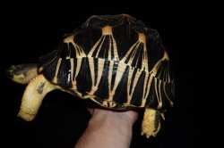 画像3: ホウシャガメ　F個体　♂