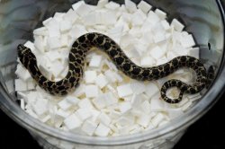 画像2: ナンブシシバナヘビ　ペア