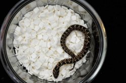 画像6: ナンブシシバナヘビ　ペア