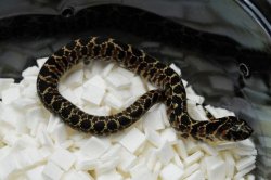 画像7: ナンブシシバナヘビ　ペア