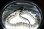 画像1: カリフォルニアキングスネーク　ハイホワイトストライプ　♀ (1)