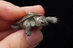 画像6: ノーザンダイヤモンドバックテラピン　A個体　美個体