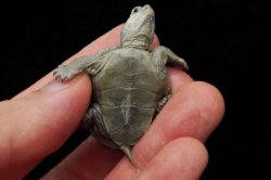 画像5: ノーザンダイヤモンドバックテラピン　C個体　美個体　完売しました