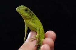 画像3: バナナスパイニーテールイグアナ　タイガー