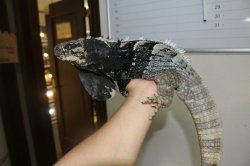 画像10: アグアントゲオイグアナ