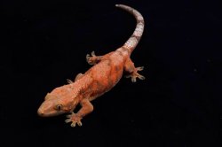 画像2: チャホア×クレステッドゲッコー　レッド　A個体