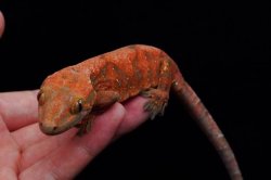 画像7: チャホア×クレステッドゲッコー　レッド　A個体