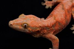 画像4: チャホア×クレステッドゲッコー　レッド　A個体