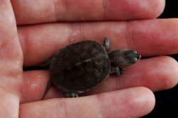 画像3: ノーザンダイヤモンドバックテラピン　B個体　美個体