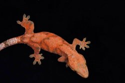 画像8: チャホア×クレステッドゲッコー　レッド　A個体