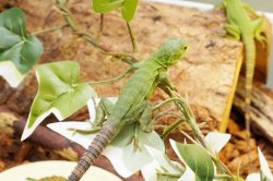 画像5: サンエステバントゲオイグアナ
