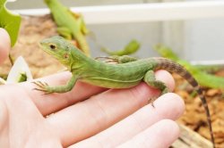 画像4: サンエステバントゲオイグアナ