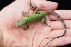 画像3: サンエステバントゲオイグアナ