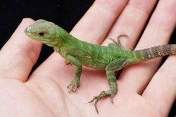 画像2: サンエステバントゲオイグアナ