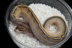 画像3: ハイウェイ poss het VPIアザン　♀