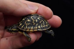 画像4: フロリダハコガメ　A個体　完売しました
