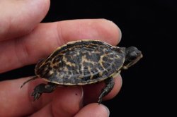 画像4: フロリダハコガメ　F個体　完売しました