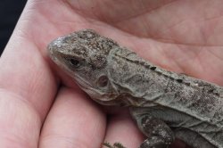 画像9: ベイカートゲオイグアナ　ペア　完売しました