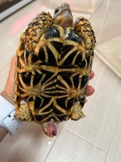 画像6: インドホシガメＢ個体（お迎え頂きました）