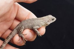 画像2: ベイカートゲオイグアナ　B個体