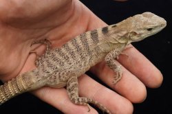画像4: サンエステバントゲオイグアナ　C個体